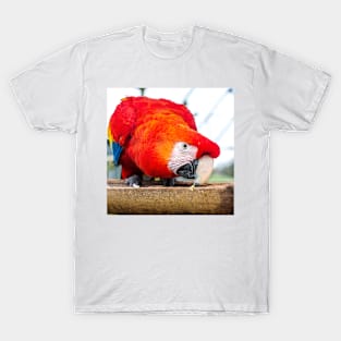 Macaw Parrot T-Shirt